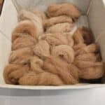 20241019_134452-alpaca challenge